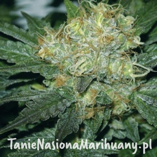 2f20dea36285734b14d5587cb31830ea