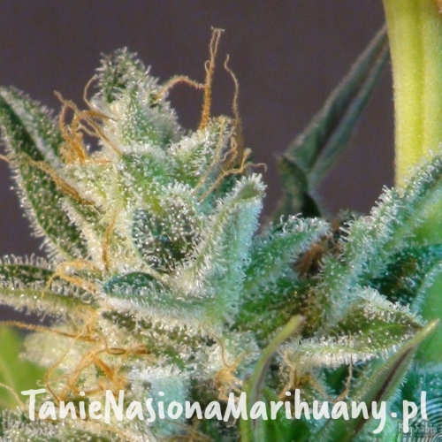 2f36fcbabbe7ec4572b1bb5a5134d0a2