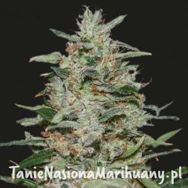 2fdf49f5e4d78410c226c2840c2d93dc