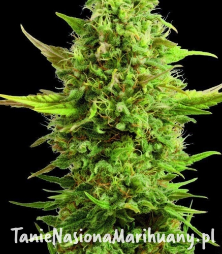 2fea00d306bdebe1b30a8dcd3e758626