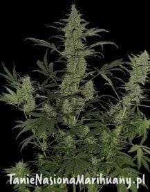 3070d7c86bf0feb42ce6b7d855bc2252