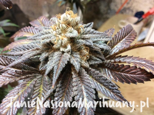 3099b80a53417e17c653f231df5e750c