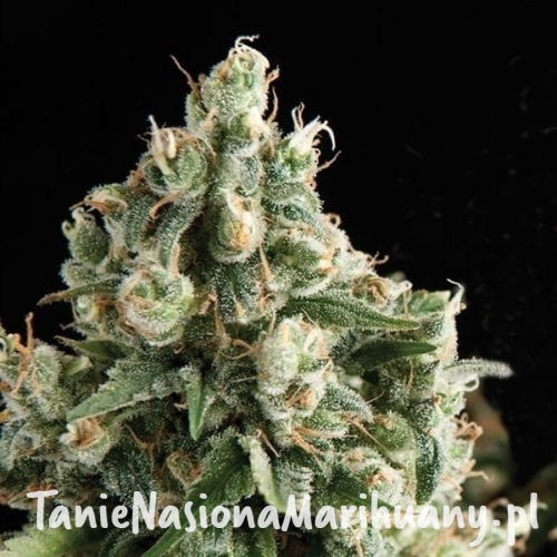 313ca33f69230e80bb803a1f9b8a2db8