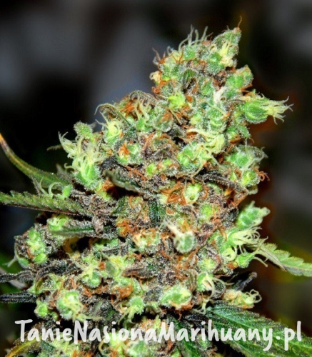 31e00535ba1d17e3865b8c49e26a2aa9