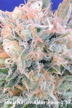 32368a261ddb27fe4be92f094c633c74