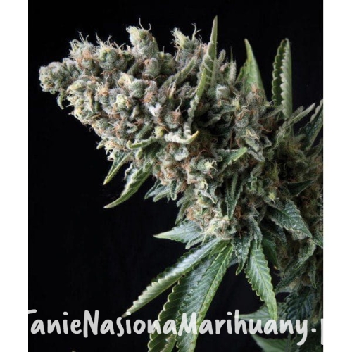 3241c8b08ae6f3625bbae947f51b7200