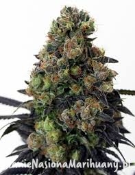 329e5c62446e7d9397f590aa1a350bb8