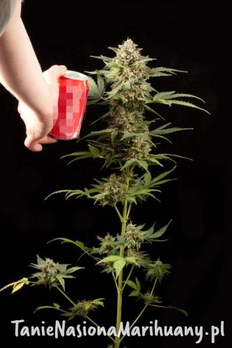 333106e6ced663b72cf121718c06290d