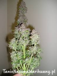 33b964681fd4f13789e772a27d6feea3