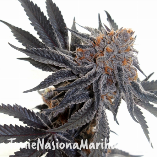 33c6edfffd47489e5ee3569b266a18de