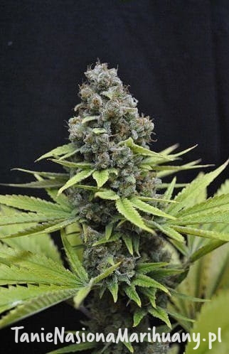 33f33458f57f812f94a3e565b8699d76