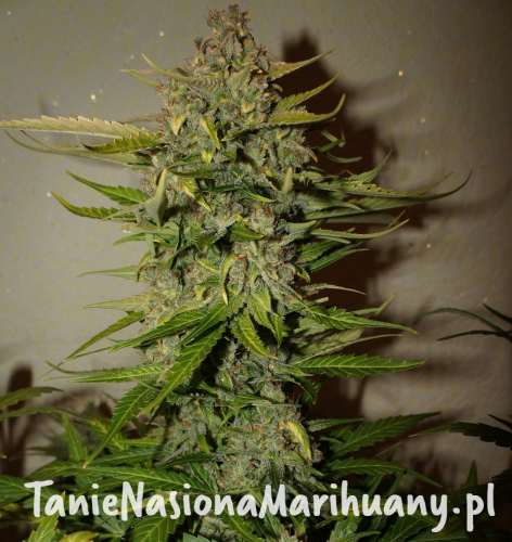 348993065c85e83493204536f6106572