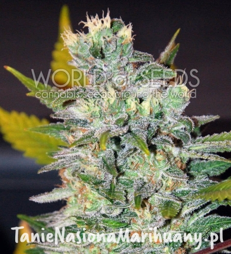 34c42462371d3e1ef020584ba9c7d4af