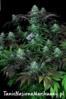 34cbee06d55eb805c71020cc2be11845