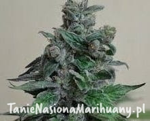 34d8890c7f99fc457bdcad4e51086c79