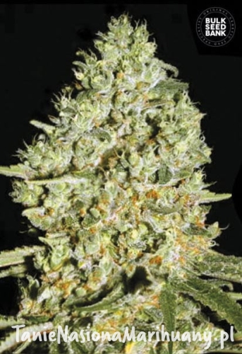 34e801dd371a31d76dafe4ad9eb18872