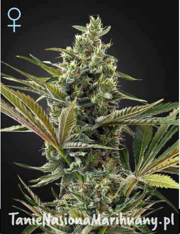 34f9a82e06d7ed04c5a5b5909c2632d9