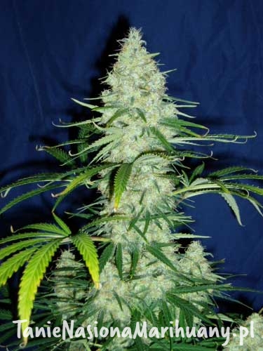 3629cf55d005fd5c332eedd409c0c124