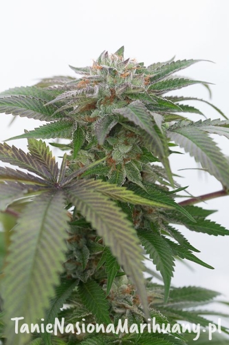 36b91091673b26d3a4422426d75feb4f