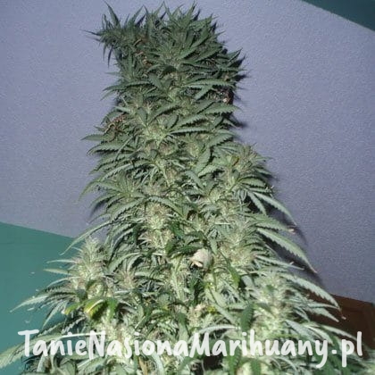 373da937c0e0d527f22889729d3fccd2