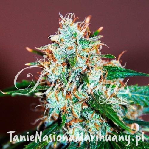 376a7cc5bfcbe3e0c43a8cf968a156f3