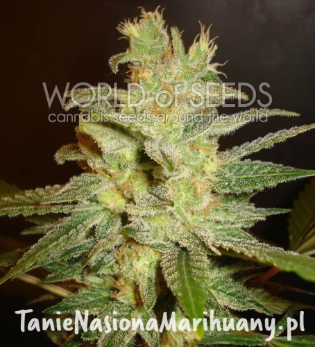 37881c0c3c4480dd1c73e6954cf22b53