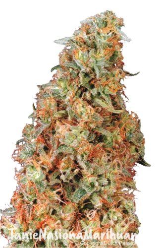 38d09c2ae8bdc4569d6365be3c91d899