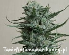 39526fed647938fb6f2b61f68f5eba47