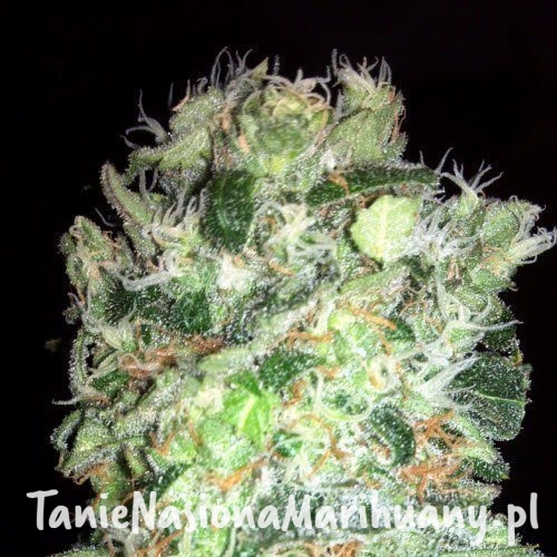 396bc253d4276641e031645a6b6599e3