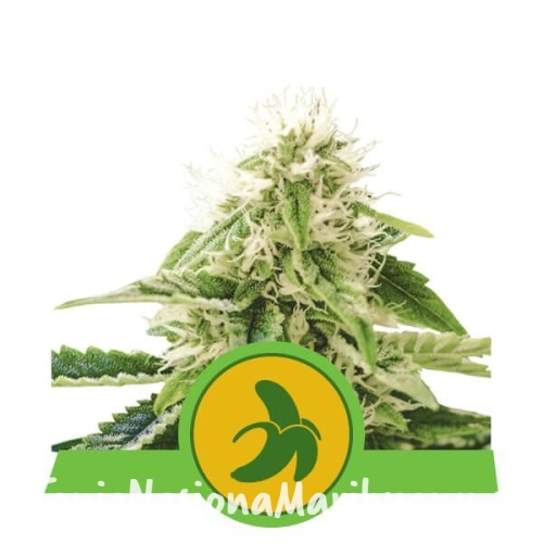 3983f0e9c0a6ec60ea78cff720b4d966