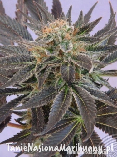 3a39d2dd41fd5eafb3255582491f1985