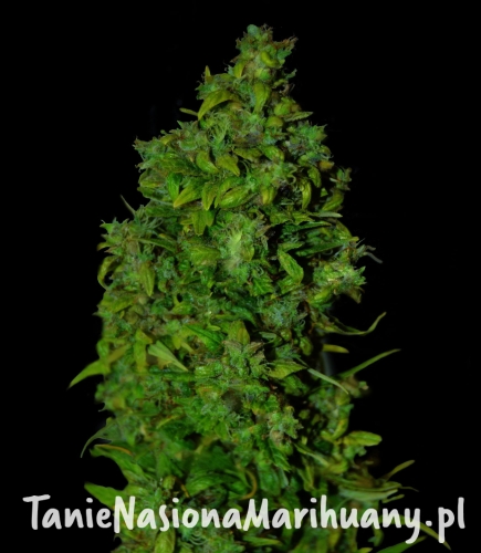 3a39dd1bfc0c2485a699e788b11e8ec5