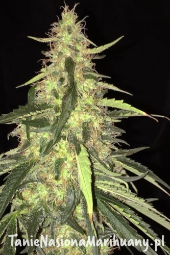 3a464267da6d589a1f6401e0040cf611