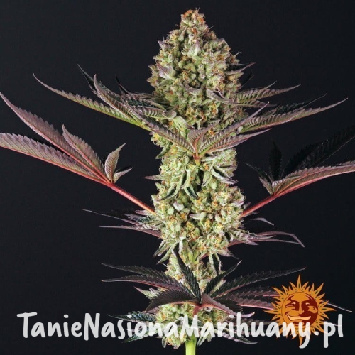 3a6d14659e85a31905917aa61e3bb986