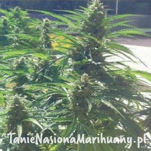 3a9a3c6d982dfa3fbefce3acdc0c1dd8