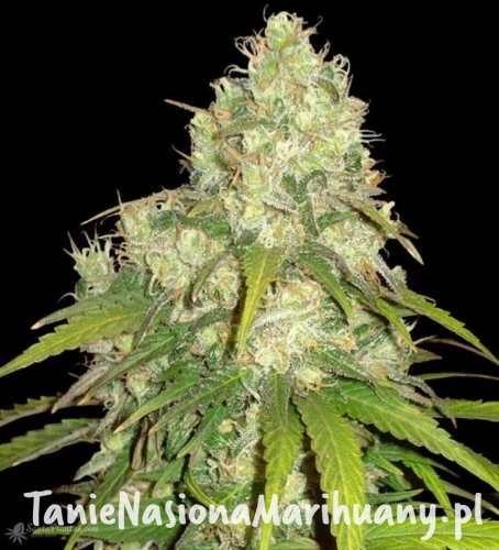 3ac87a600be51a6a32300692db9e5f4b