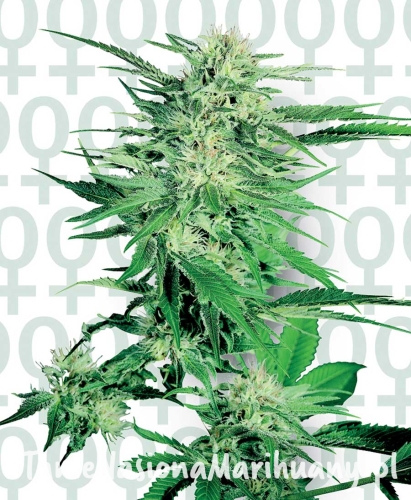 3b5b428ec18b3aaac2676eb2f6d20404