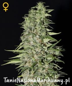 3b60edb3f4aed9c8117d99fbd33094c9