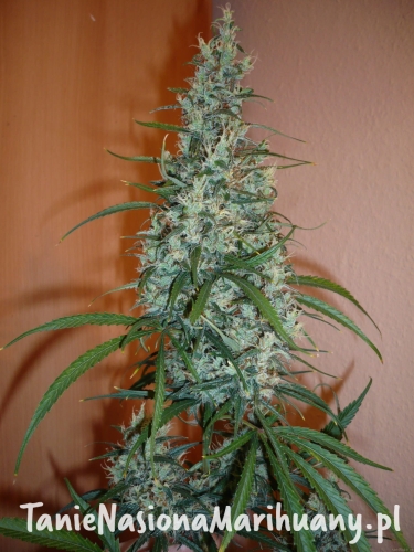 3d2e1640df3c6e6b563d5a7870f4859b