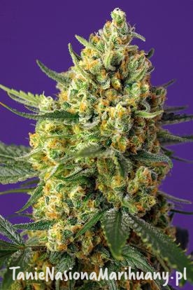 3d4ad013dc901693847a3beafe0feec3