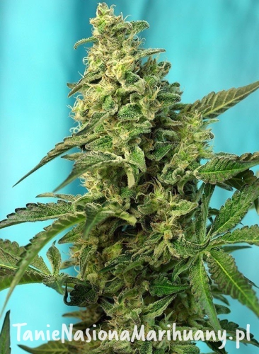 3d6c7d33e51594ea6978a59a01911bc2