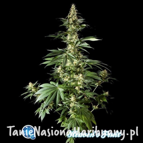 3d78e8026b82f9e561a75aff5c841952