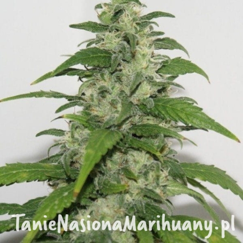 3da70072a1f05b71b6c8472d448966e2