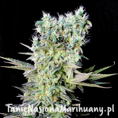 3de5d6495fe544a78033aa701b20ccf9