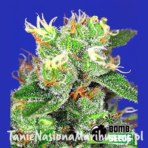 3dee491cf6b3a9fb3fba8bef36039836