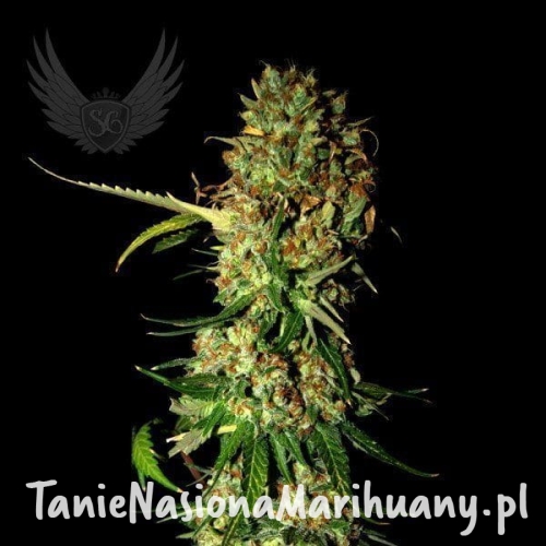 3dfd9e71c9a287d6e24a55b7a29e6c1d