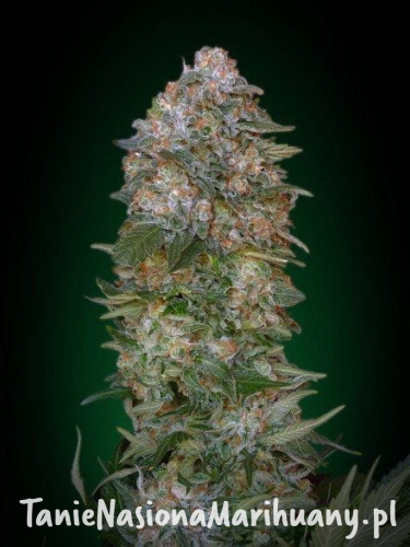 3e6c3c27c9ad6865048f18d8ed521dca