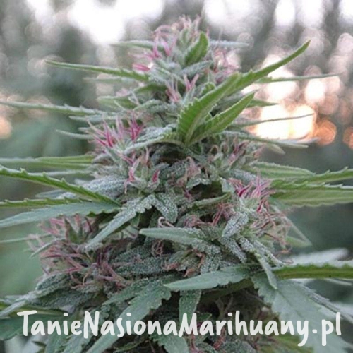 3e861ad8aad78df2bd1264dc82a7a471