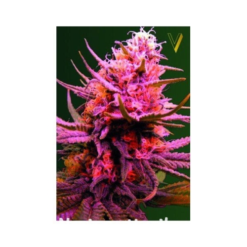 3e9d4fa29594cd440c2c9a92624e905b