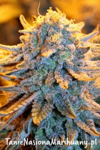 3f74a06d57e44e59f76f0f75434ed178